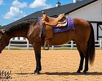 beginner-quarter-horse
