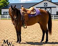 endurance-quarter-horse