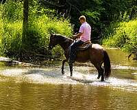 experienced-quarter-horse