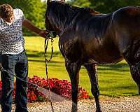 flashy-quarter-horse