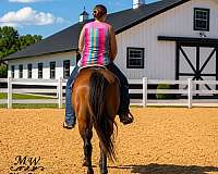 kid-safe-quarter-horse