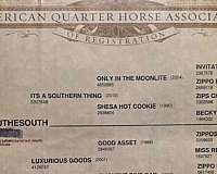 parade-quarter-horse