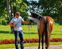 performance-quarter-horse