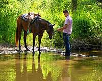 playday-quarter-horse