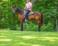 ranch-versatility-quarter-horse