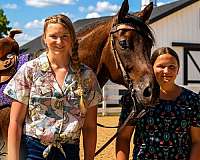 ridden-western-quarter-horse