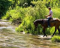 roping-quarter-horse