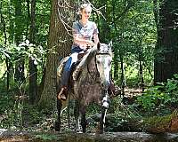 athletic-friesian-horse