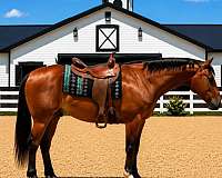 athletic-draft-horse