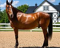 beginner-draft-horse