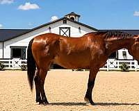 calf-roping-draft-horse