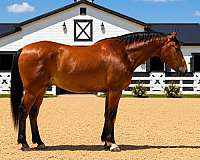 draft-horse