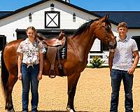 endurance-draft-horse