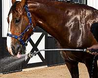 experienced-draft-horse