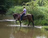 flashy-draft-horse