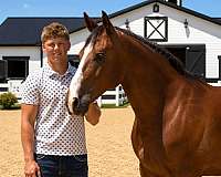 kid-safe-draft-horse