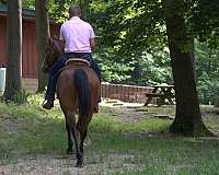pack-draft-horse