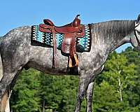 dappled-friesian-horse