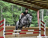 gelding-friesian-horse