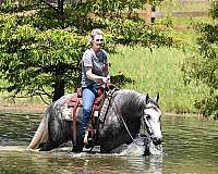gentle-friesian-horse