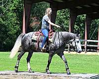 all-around-friesian-horse