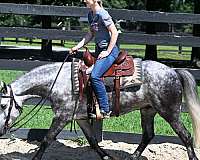 beginner-friesian-horse