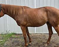 chestnut-starstripe-horse