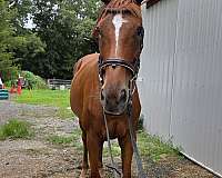all-around-thoroughbred-horse