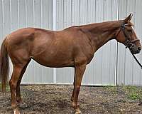 starstripe-horse
