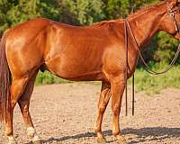 calf-roping-quarter-horse