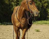 cowboy-mounted-shooting-quarter-horse