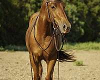 cutting-quarter-horse