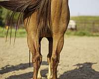 cutting-prospect-quarter-horse