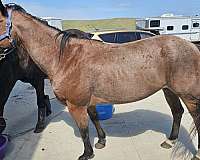 quarter-horse-mare