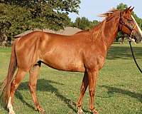 athletic-quarter-horse