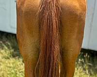 barrel-quarter-horse