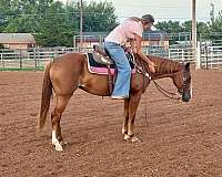 all-around-quarter-horse