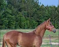 star-stripe-snip-horse
