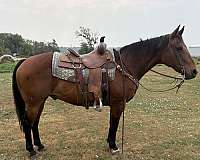 all-around-quarter-horse