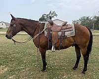 flashy-quarter-horse