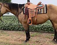 all-around-quarter-horse