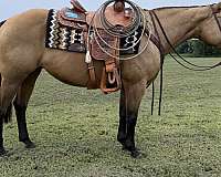 athletic-quarter-horse