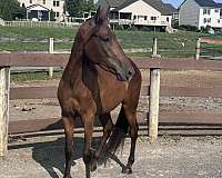 bay-paso-fino-gelding