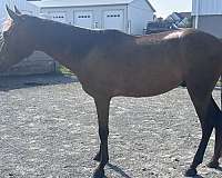 gaited-paso-fino-horse
