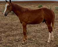sorrel-blaze-two-white-stockings-rear-legs-horse