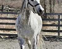grey-greying-out-to-flea-bitten-horse
