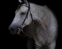 greying-out-to-flea-bitten-grey-horse
