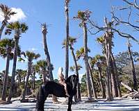 friesian-filly