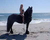 friesian-horse-for-sale
