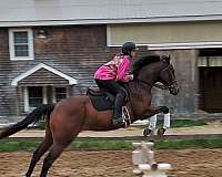 thoroughbred-horse-for-sale